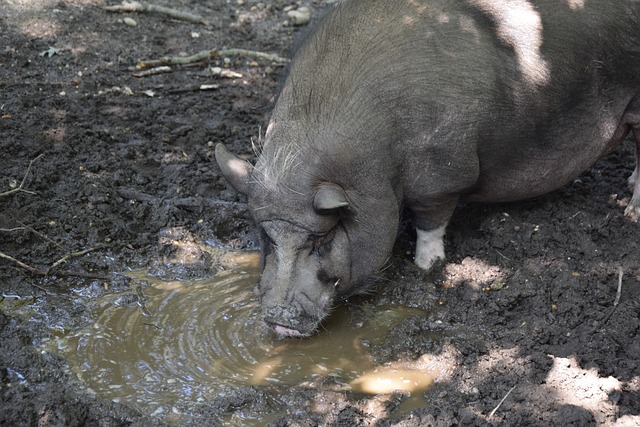 阿斯顿维拉 阿斯顿维拉