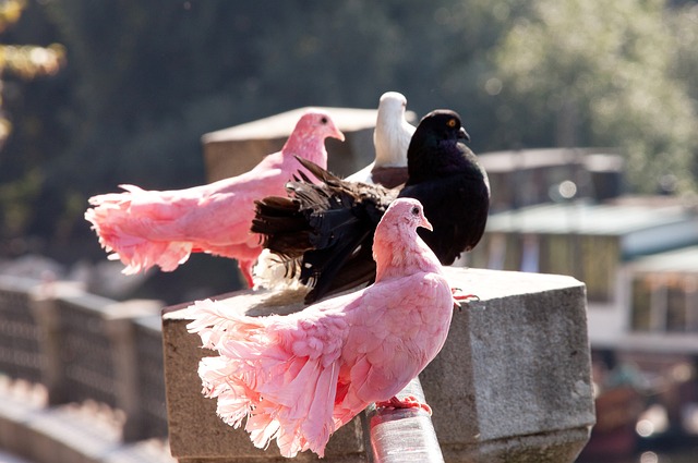进攻支柱 进攻支柱